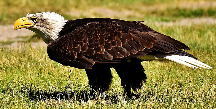 Adler, Bald eagles, pták, Raptor, Orel bělohlavý, dravý pták, Bill