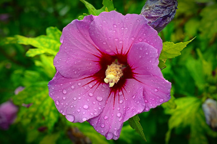 Althaea rosea, flor, floración, flor, bolsa rosa, bolsa de jardín color de rosa, planta ornamental