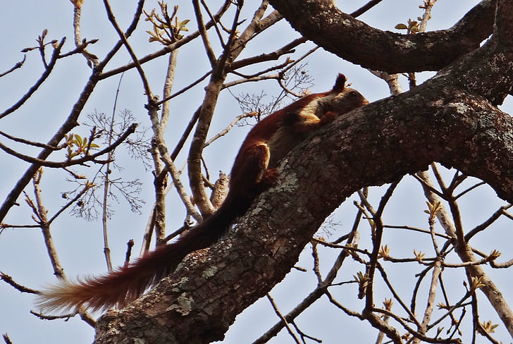 Malabar velikan veverica, Ratufa indica, indijski velikan veverica, prosto živeče živali, živali, veverica, Karnataka