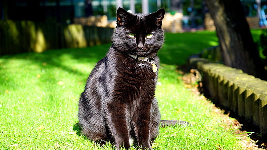кішка, чорний, Чорна кішка, тварини, ПЕТ, котячих, вітчизняних