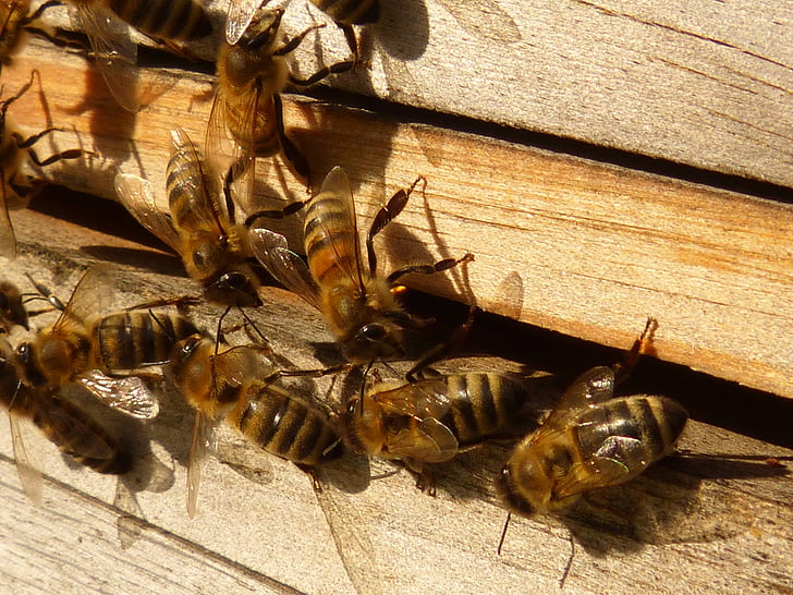 abelles, abelles de mel, Apis mellifera, rusc, rusc, insecte, abella