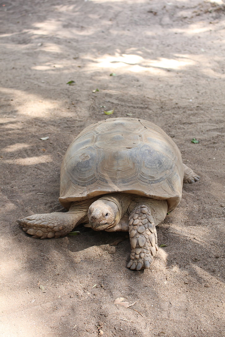 turtle, tortoise, reptile, animal, reptilian, slow