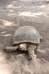 turtle, tortoise, reptile, animal, reptilian, slow