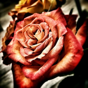 plitka, fokus, Crveni, ruža, cvijet, ljubav, vjenčanje