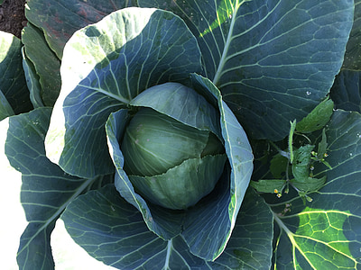 cabbage, organic, vegetables, farm, fresh, healthy, green