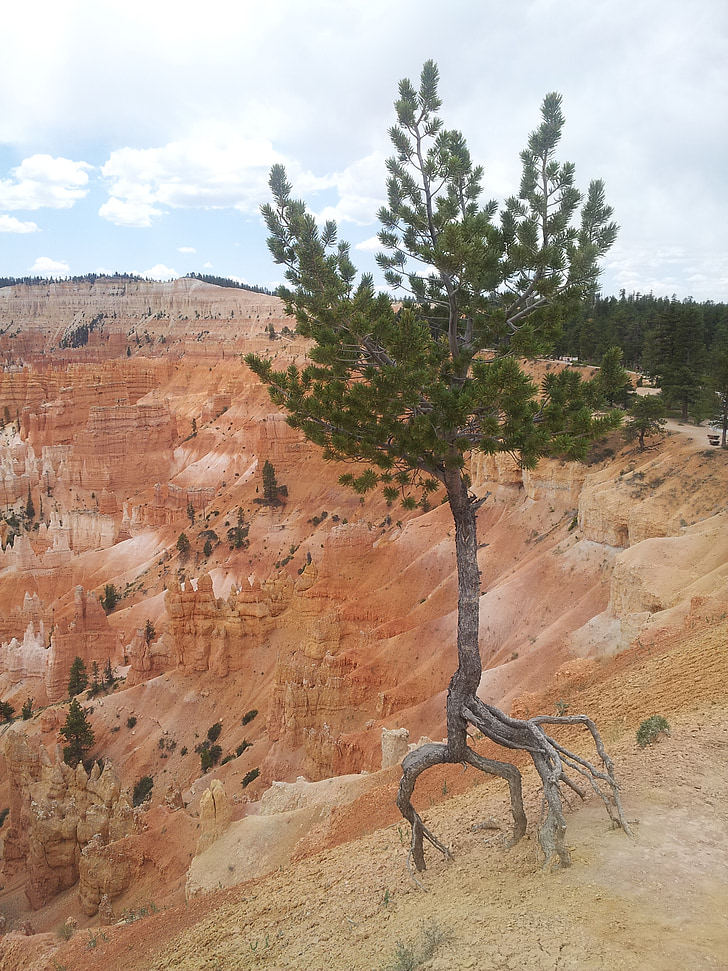crazy, tree, roots, bryce, canyon, nature, happy