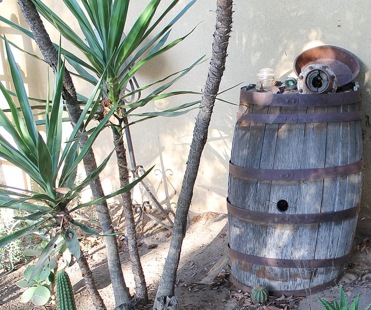 Yucca, barril, rústico, antiguidades, jardim, velho, de madeira