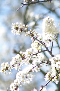 estate, Blossom, Bloom, fiore, pianta, primavera, bianco