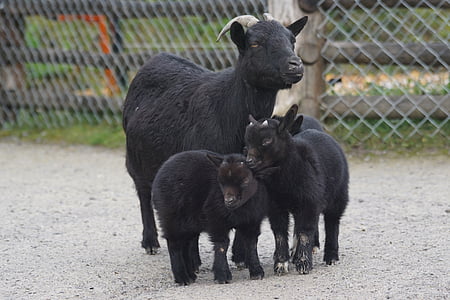 goat, dwarf goat, pet, west africa, cute, kid, animal