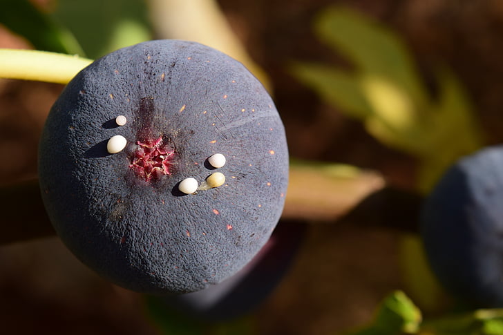 Fig, bleu, mûres, bleu lâche, goutte à goutte, famille des Euphorbiaceae, méditerranéenne