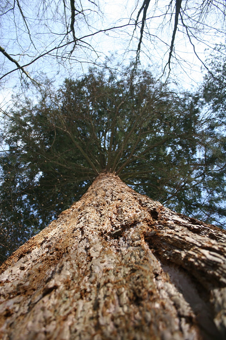 gỗ mềm, cây khổng lồ, Sequoia, vỏ cây, hộp cây