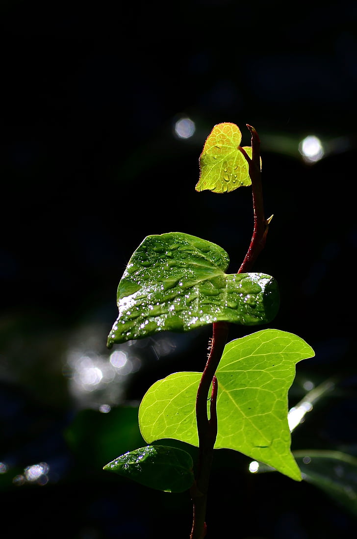 grøn, blade, Ivy, natur