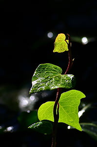màu xanh lá cây, lá, Ivy, Thiên nhiên