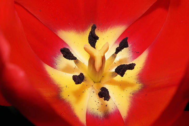 Tulipa, flores, ovário, selo, pólen, vermelho, fechar