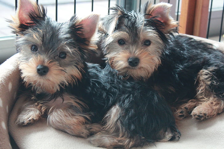 puppy, dog brothers, dog, pets, animal, yorkshire Terrier, terrier