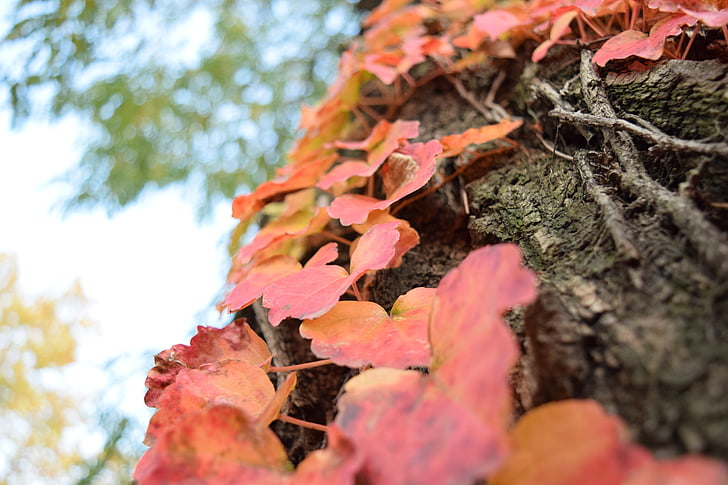 hojas, rojo, rama, hoja, caída, otoño, temporada