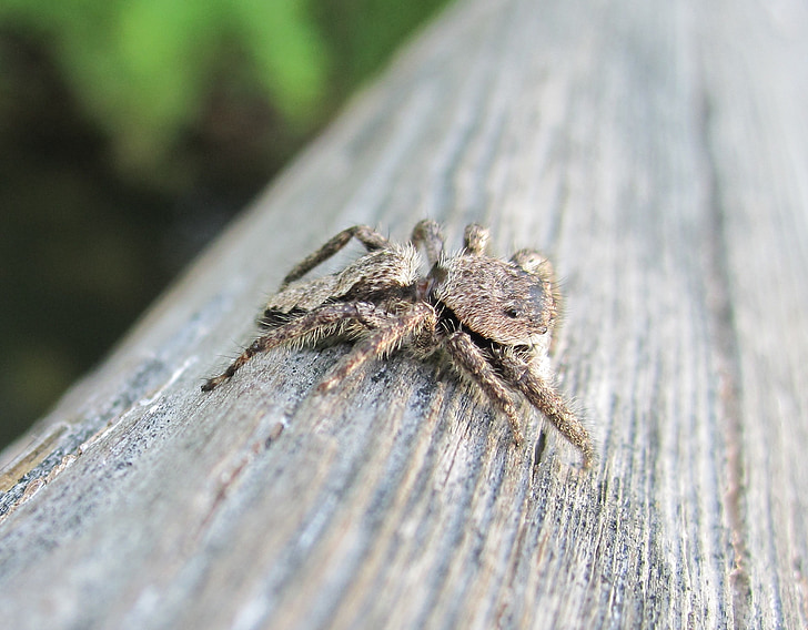 laba-laba melompat, laba-laba, Maryland, salticidae, alam, Taman, hewan