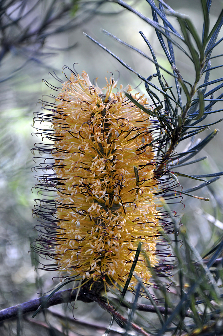 yellow, flower, banksia, native, bush, australian