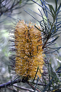geltona, gėlė, Banksia, gimtoji, Bušas, Australijos