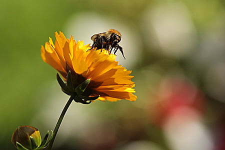 Hoa, màu vàng, con ong, phấn hoa, Sân vườn