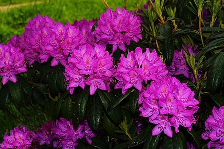 rhododendrons, flowers, bush, purple, tender, beautiful, ornament