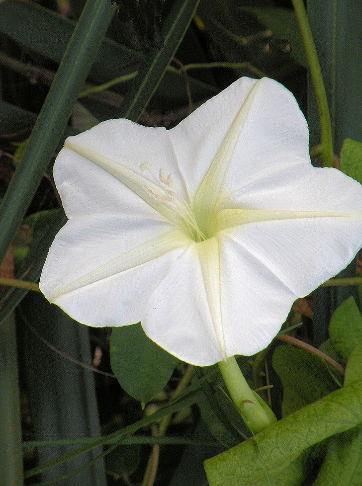 Morning glory, alb, floare, natura, plante, floare