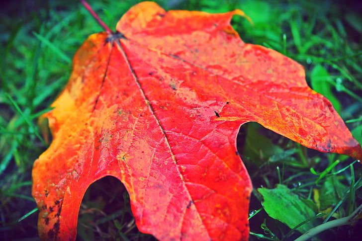listov, jeseni, padec, rdeča, rumena, narave, sezona