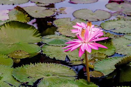 Lotus, Loto rosa, Bo, plantas de agua, flores