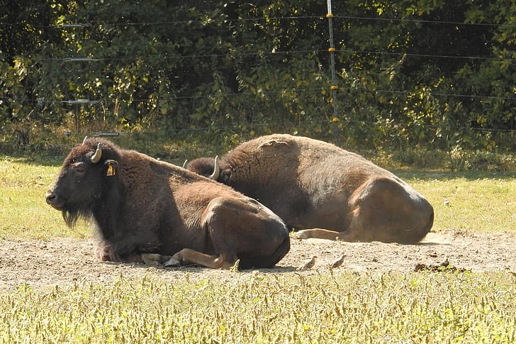 Bizon, dziki, American buffalo, dzikie bydło, Deer park