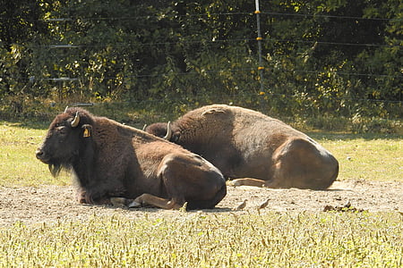 bizoni, savvaļā, Amerikas buffalo, savvaļas lopiem, Deer park