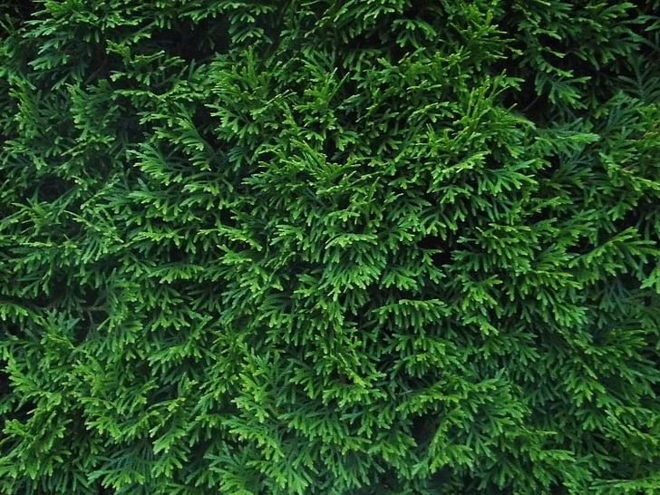 hedge, green, plant, background, texture, structure, nature