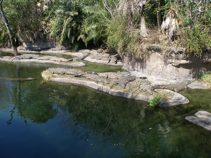 alligatorer, Florida, krybdyr, natur, Wildlife, vand, Gator
