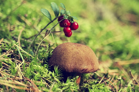forest, chestnut boletus, mushroom, autumn, brown chestnut boletus, edible, the collection of