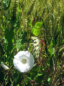 Đậu Vicia, lúa mạch Hórdeum, thực vật, trắng, màu xanh lá cây, Trang trí