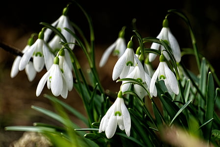 snowdrop, green, spring flower, close, white, nature, plant