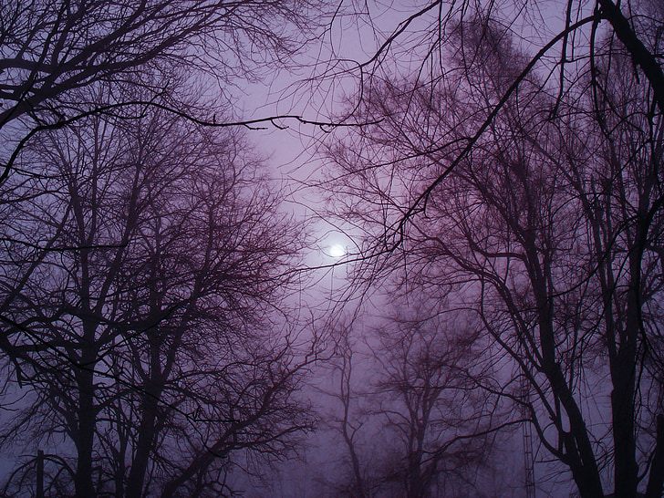 winter, fog, outside, cold, branches, mist, forest in winter