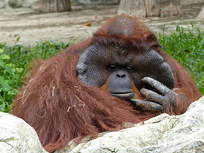 orangutana podizanju, Zoološki vrt, Chiang mai, Tajland