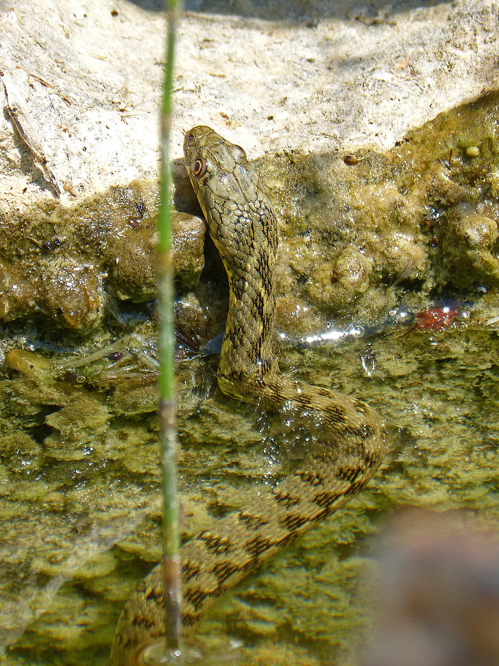 water snake, snake, raft, stalking