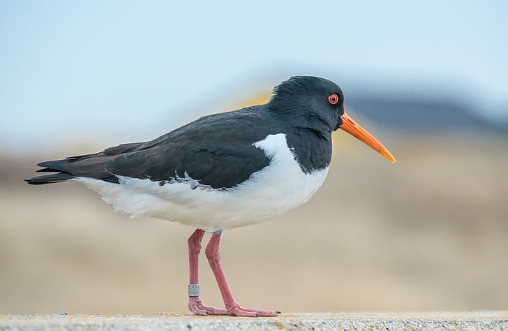 Ostraceiro, pássaro, ave aquática, aematopus ostralegus, seevogel, Mar do Norte, Helgoland