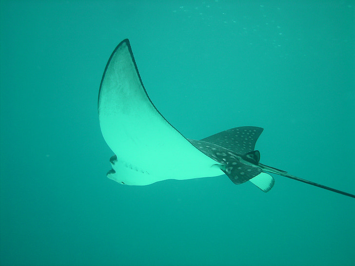eagle rays, rays, sting rays, sea, diving, fish, float