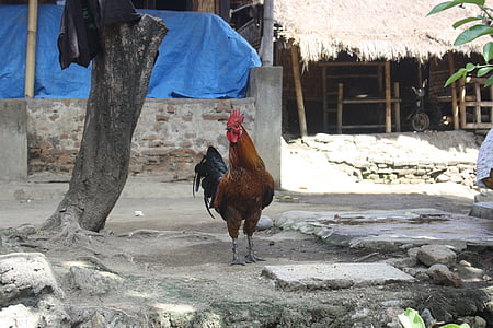 indonesia, village, sade, hahn, bird, rooster, farm