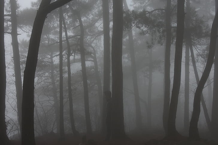 brouillard, Lushan, bois