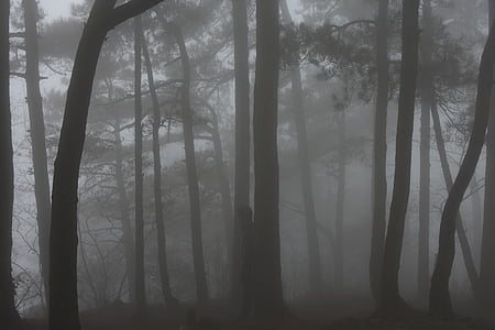 fog, lushan, woods