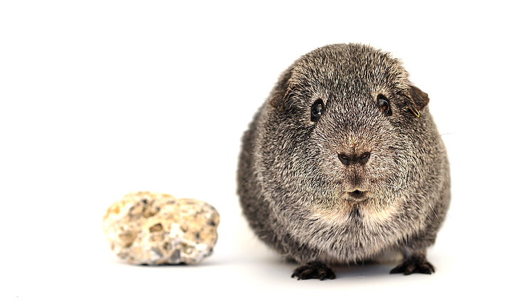 guinea pig, smooth hair, silver, animal, rodent, small animal, mammal