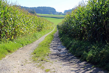lane, corn, cornfield, away, dirt track, agriculture, field