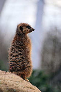 meerkat, suricate, desert, nature, wildlife, lookout, alert