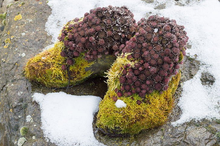 moss, shoes, overgrown