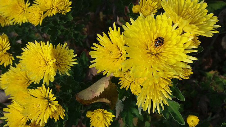 blomst, gul, Chrysanthemum, efterår, natur