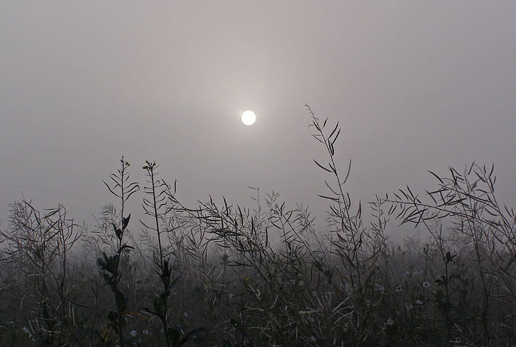 the fog, grass, the sun, meadow, dark, foggy day, mood