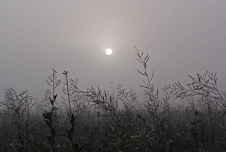 le brouillard, herbe, le soleil, Meadow, sombre, jour de brouillard, humeur